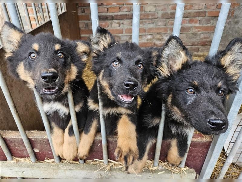 Altdeutscher Schäferhund Welpe