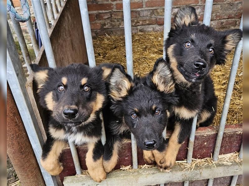 Altdeutscher Schäferhund Welpe