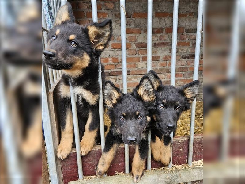 Altdeutscher Schäferhund Welpe