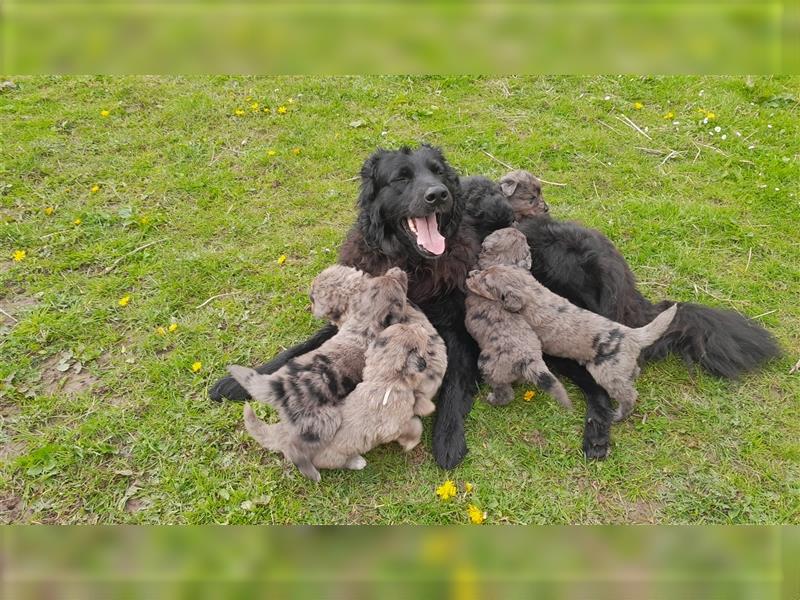 Altdeutscher Hütehund - Süddeutscher Schlag - Tiger