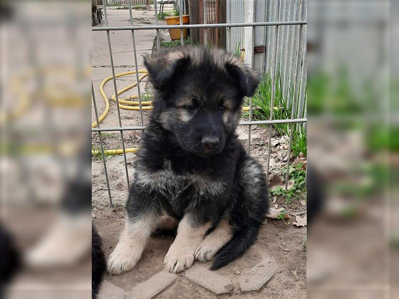 Altdeutsche Schäferhund Welpen