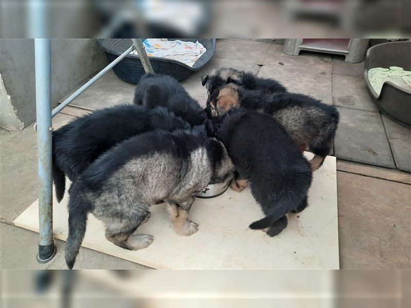 Altdeutsche Schäferhund Welpen