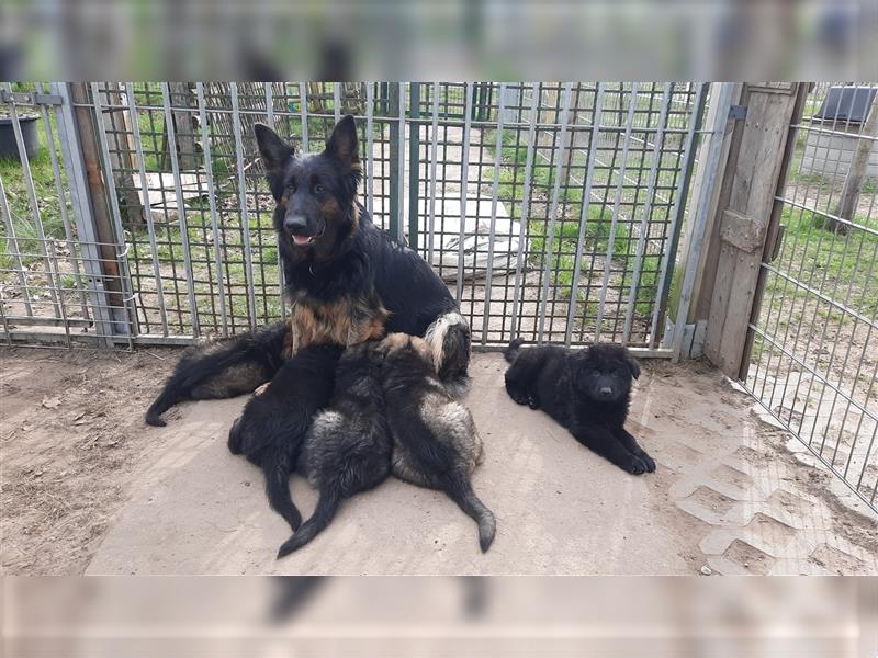 Altdeutsche Schäferhund Welpen