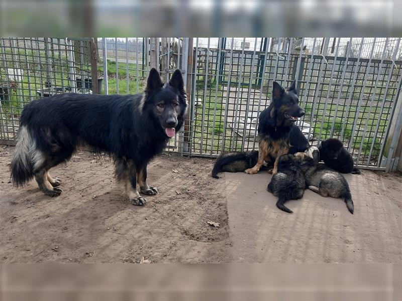 Altdeutsche Schäferhund Welpen