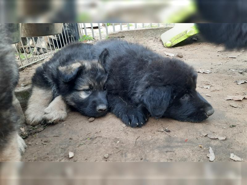 Altdeutsche Schäferhund Welpen