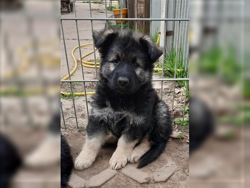 Altdeutsche Schäferhund Welpen