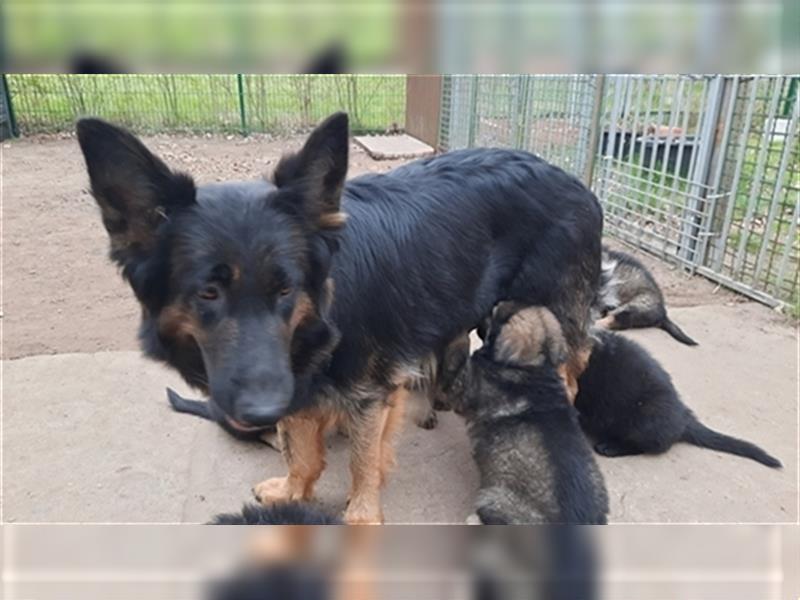 Altdeutsche Schäferhund Welpen