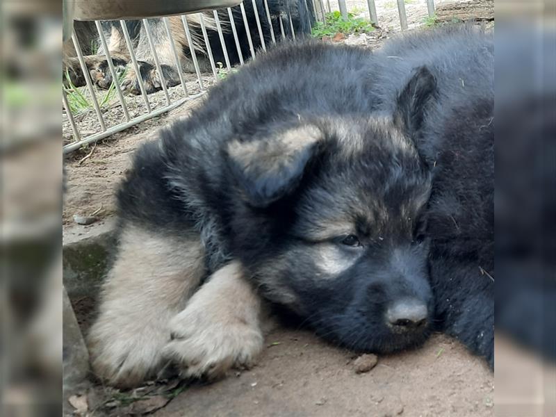 Altdeutsche Schäferhund Welpen