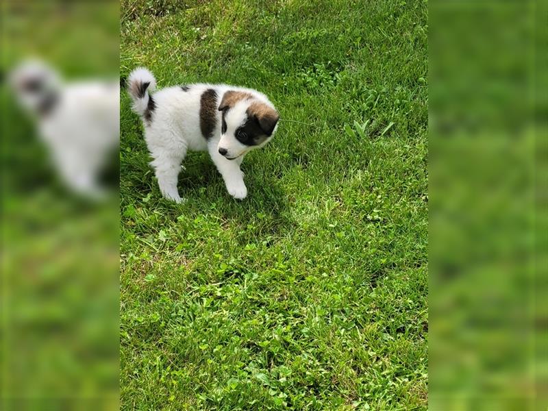 American Akita Welpen