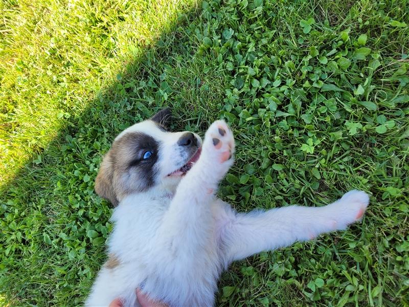 American Akita Welpen