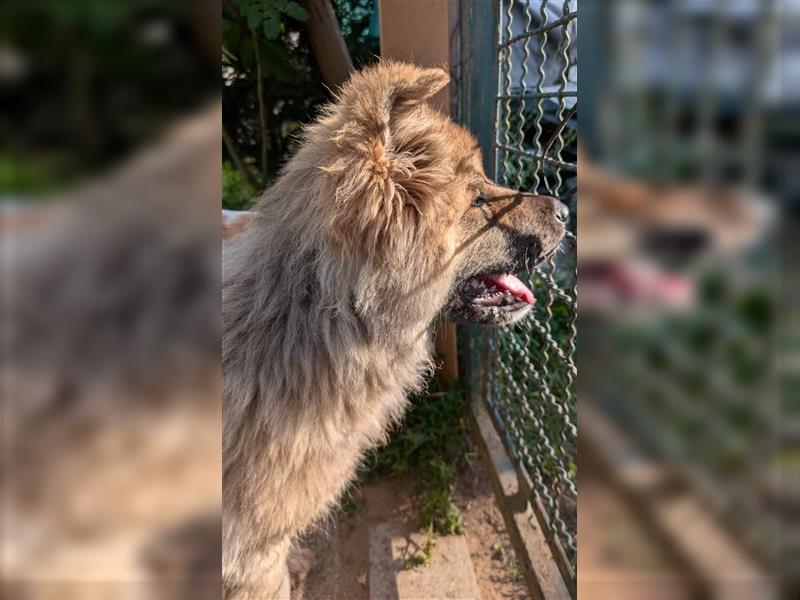 Zwei süße American Akita Welpen (Hündin und Rüde) – Amerikanischer Akita