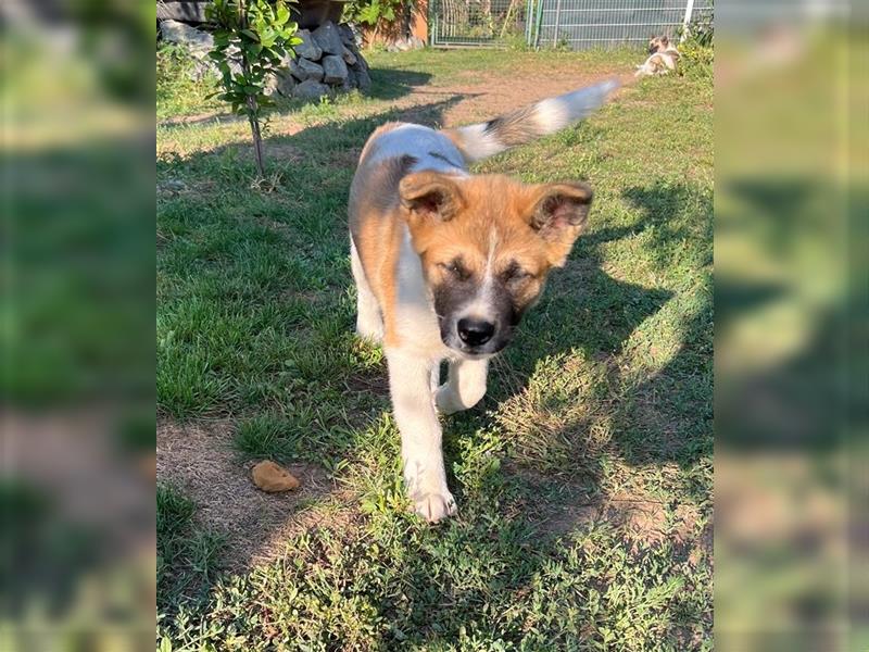 Zwei süße American Akita Welpen (Hündin und Rüde) – Amerikanischer Akita