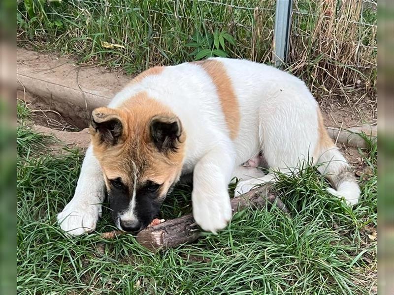 Zwei süße American Akita Welpen (Hündin und Rüde) – Amerikanischer Akita