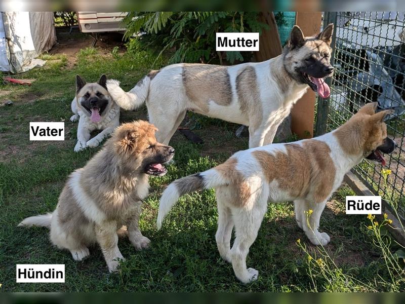 Zwei süße American Akita Welpen (Hündin und Rüde) – Amerikanischer Akita