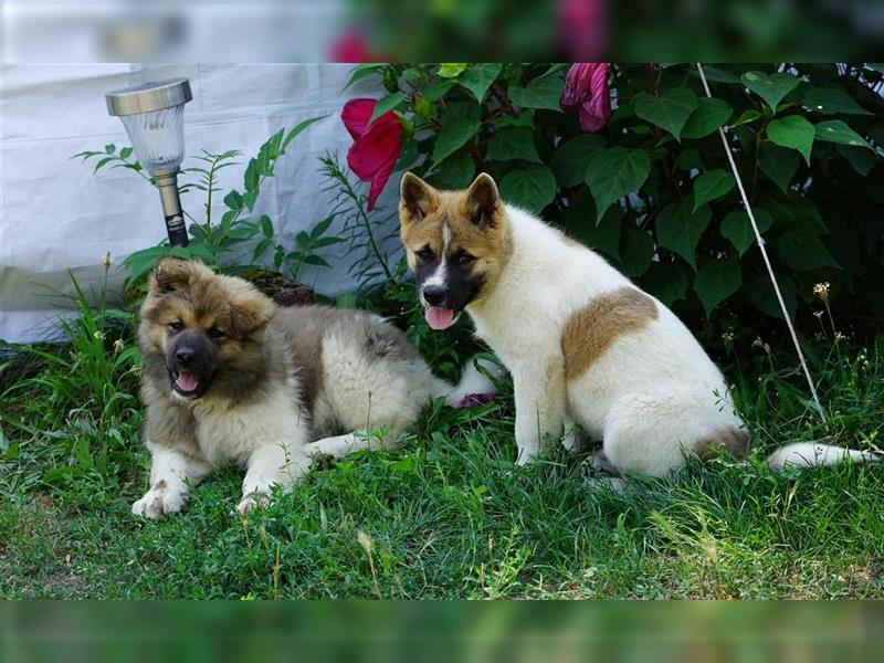 Zwei süße American Akita Welpen (Hündin und Rüde) – Amerikanischer Akita