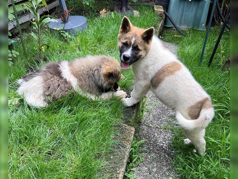 Zwei süße American Akita Welpen (Hündin und Rüde) – Amerikanischer Akita