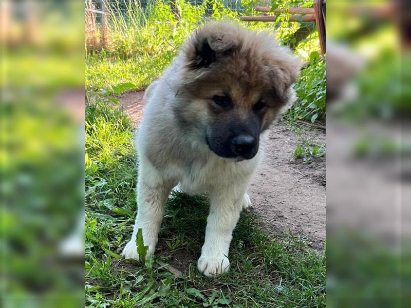 Zwei süße American Akita Welpen (Hündin und Rüde) – Amerikanischer Akita