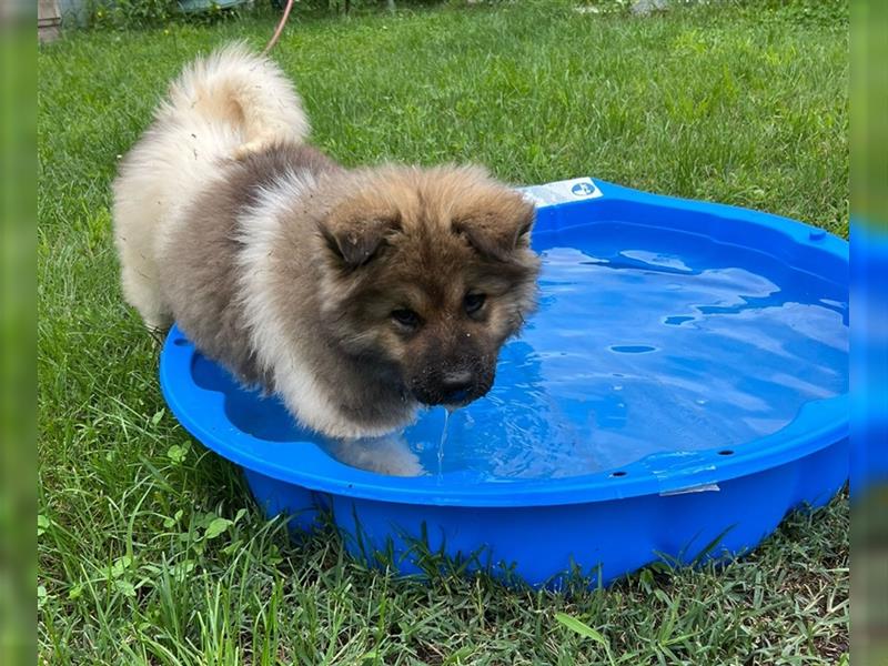 Zwei süße American Akita Welpen (Hündin und Rüde) – Amerikanischer Akita