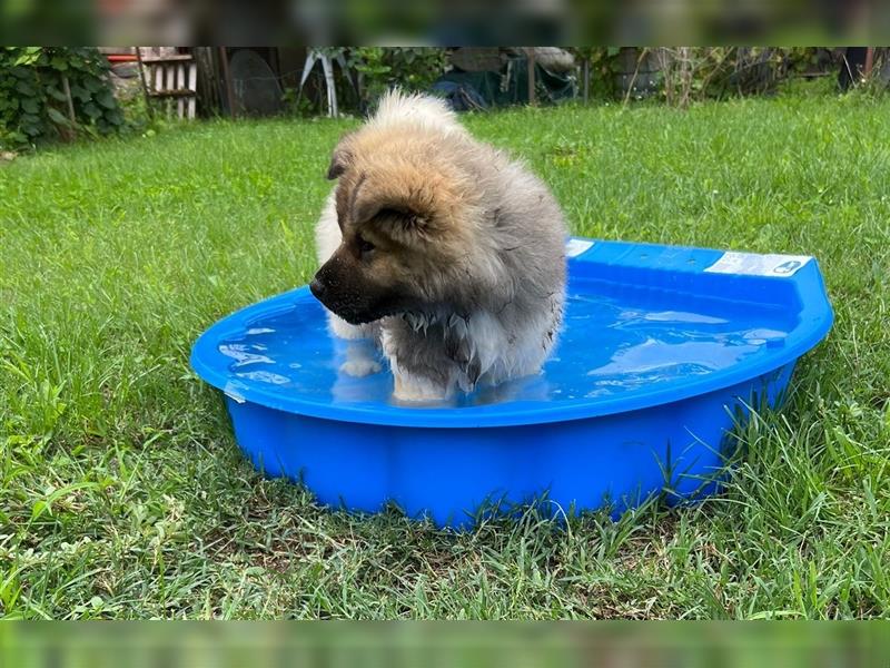 Zwei süße American Akita Welpen (Hündin und Rüde) – Amerikanischer Akita