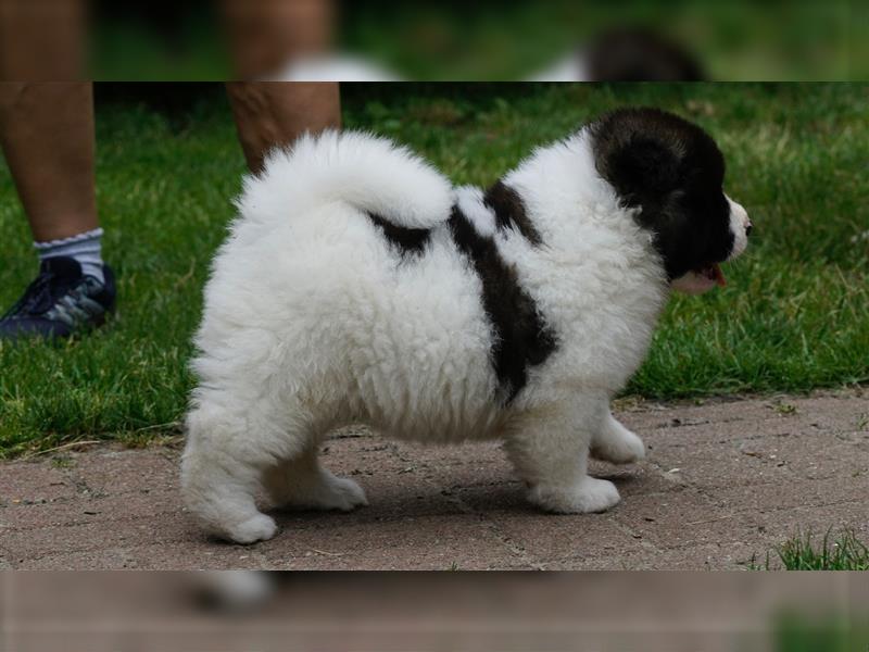 American Akita Welpen