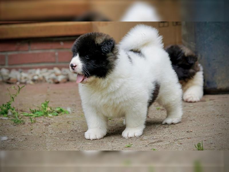 American Akita Welpen