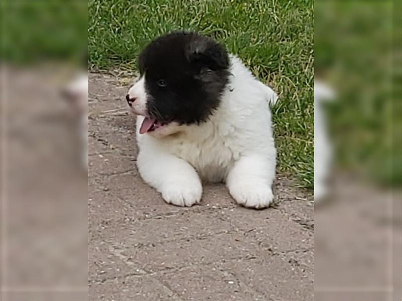 American Akita Welpen