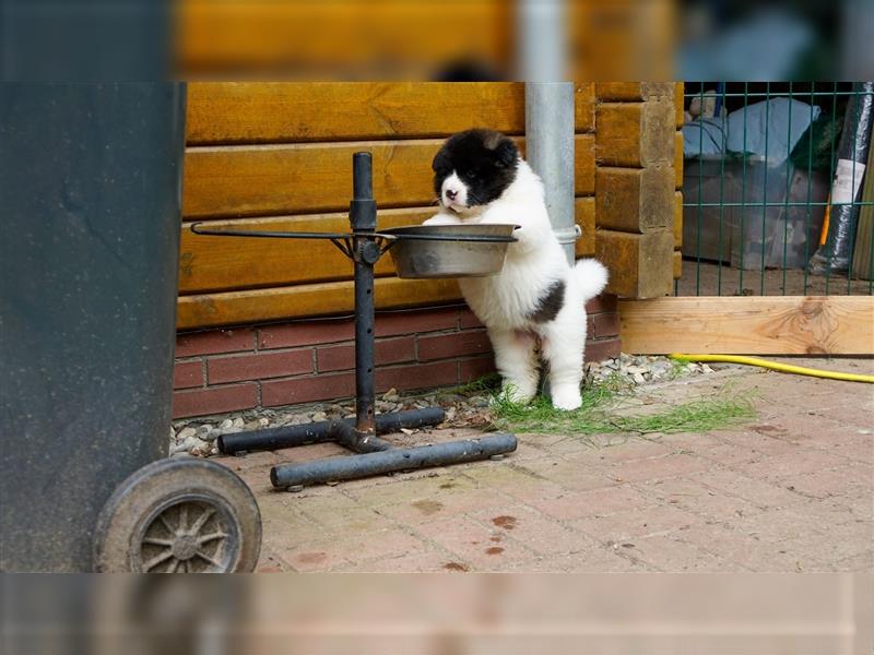 American Akita Welpen