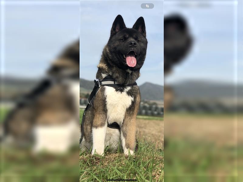 Wurfankündigung American Akita Welpen