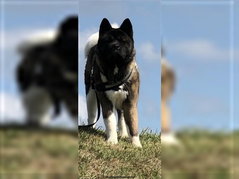 Wurfankündigung American Akita Welpen