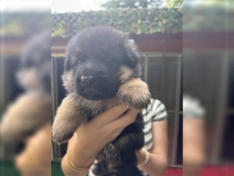 Deutscher Schäferhund Welpen