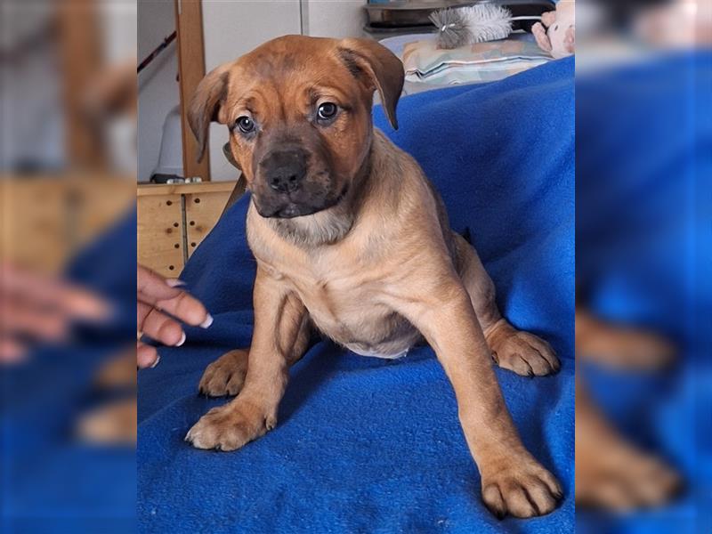 American Bulldog XL Bully Mix-Welpen