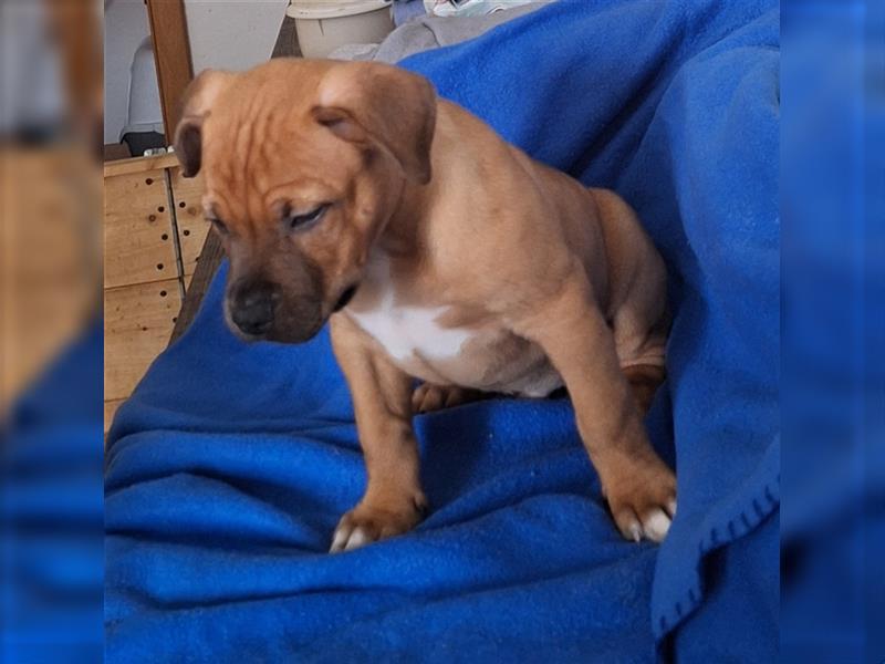 American Bulldog XL Bully Mix-Welpen