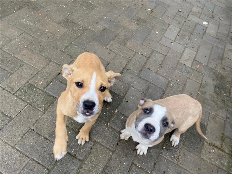 American Bulldog mix