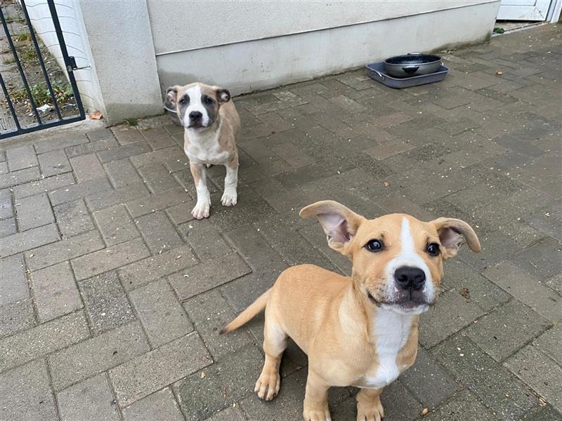 American Bulldog mix