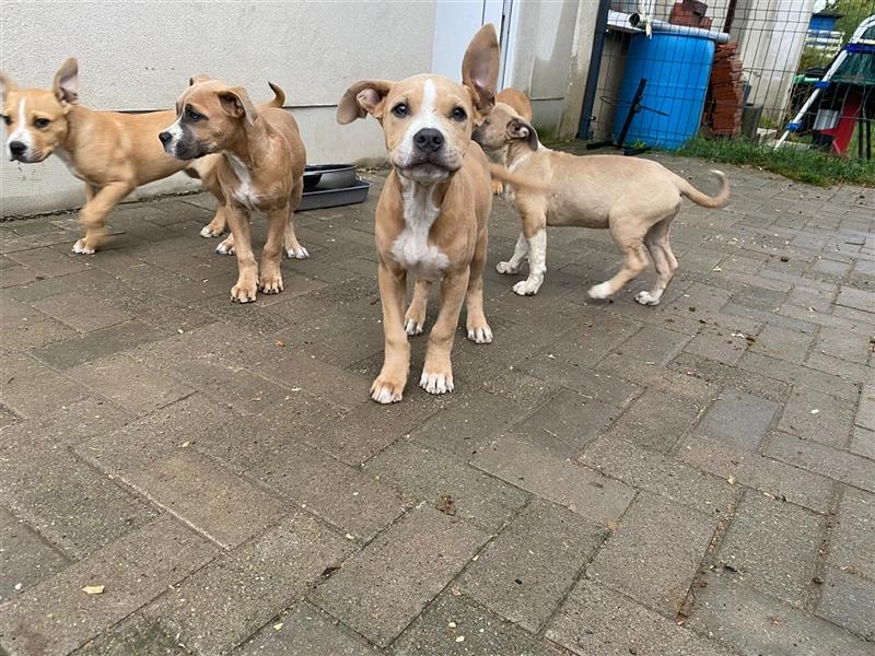 American Bulldog mix