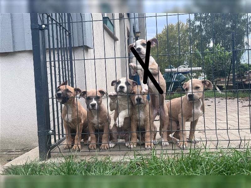 American Bulldog mix