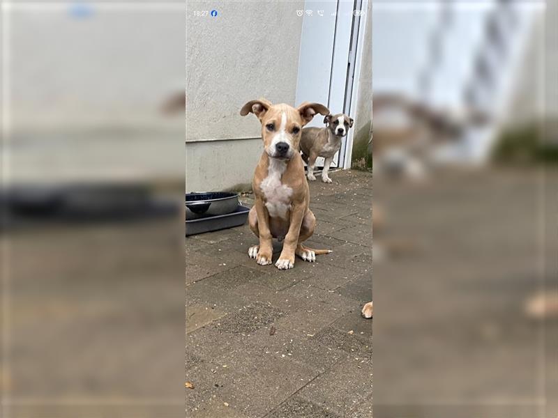 American Bulldog mix