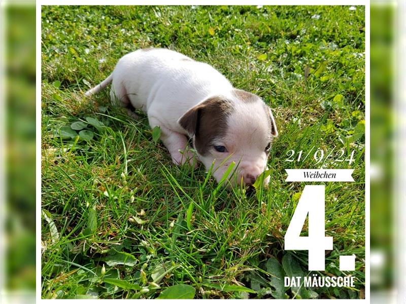 American Bulldog Welpe - Weibchen (SCOTT/Standard Hybrid) geboren am 20/21.9.2024