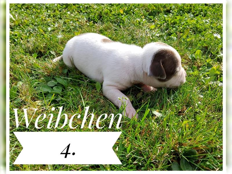 American Bulldog Welpe - Weibchen (SCOTT/Standard Hybrid) geboren am 20/21.9.2024