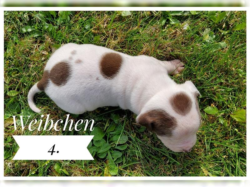 American Bulldog Welpe - Weibchen (SCOTT/Standard Hybrid) geboren am 20/21.9.2024