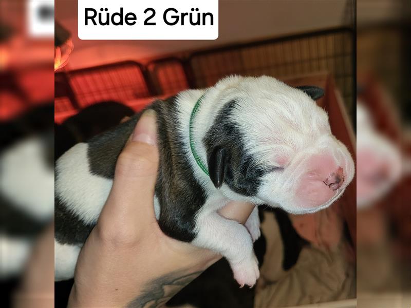 American bulldog Welpen erwartet