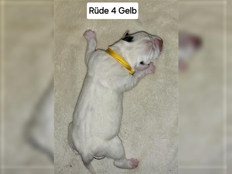 American bulldog Welpen erwartet