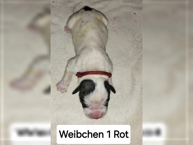 American bulldog Welpen erwartet