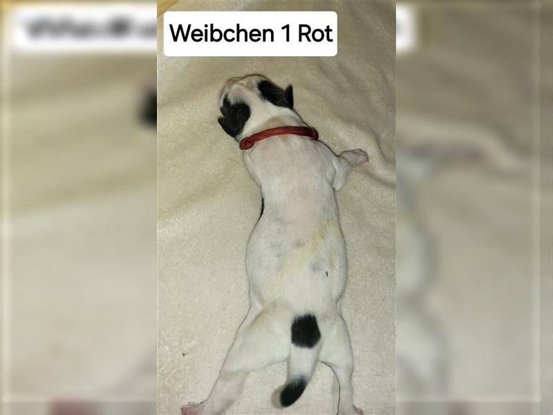 American bulldog Welpen erwartet