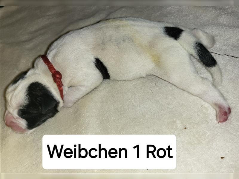 American bulldog Welpen erwartet