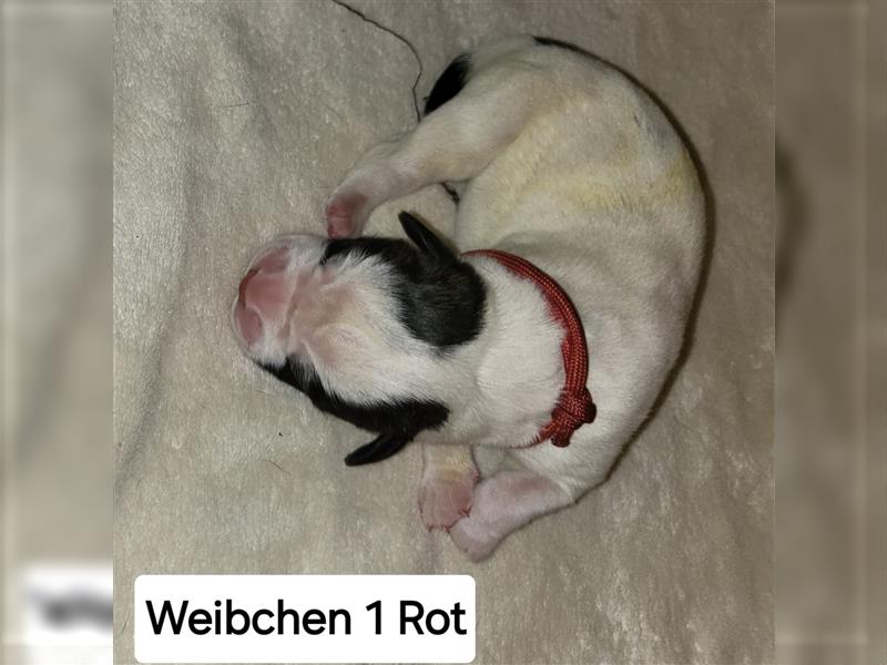 American bulldog Welpen erwartet