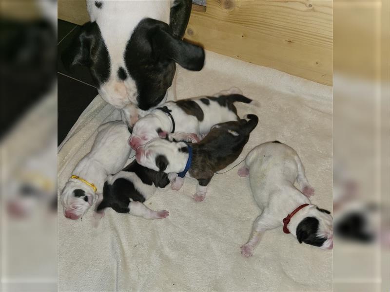 American bulldog Welpen erwartet