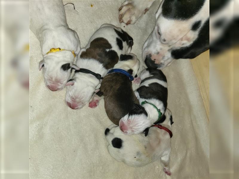 American bulldog Welpen erwartet