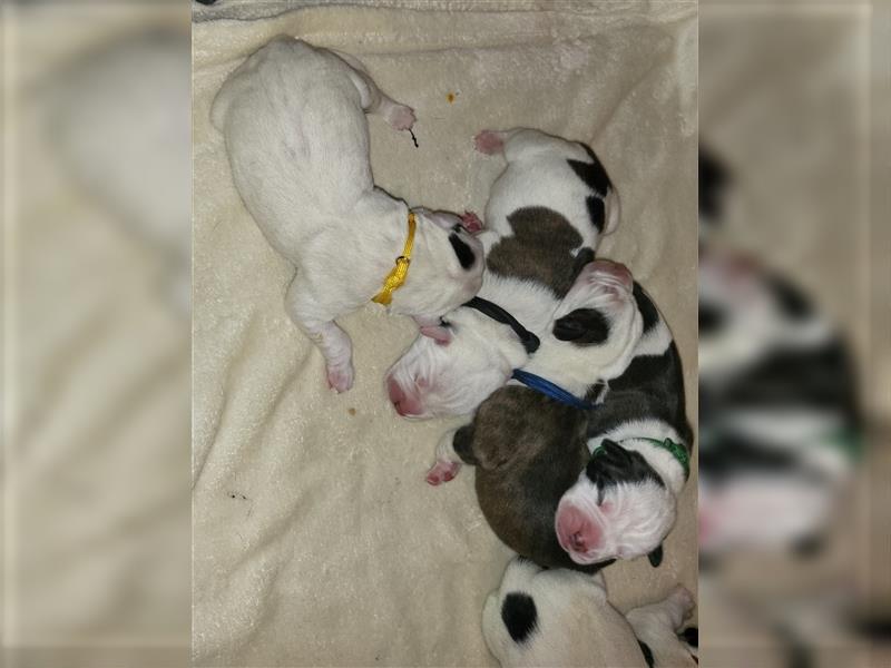 American bulldog Welpen erwartet