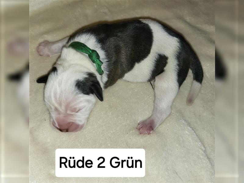 American bulldog Welpen erwartet